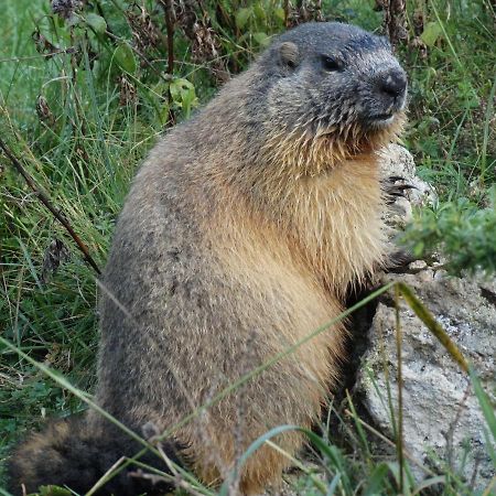 La P'Tite Marmotte Apartment Gavarnie Luaran gambar